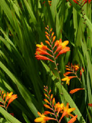 orangeplantblossomsred.jpg